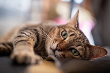 portrait of a cat © battler