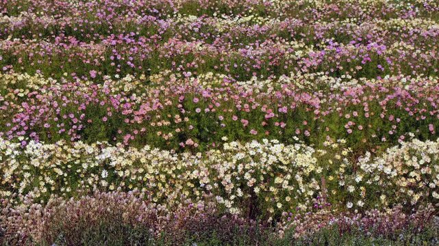 garden rows of pastel colour pink and yellow asters blowing in breeze