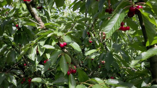 Camera pulls back from a cherry cluster to reveal the full tree loaded with ripe fruit.