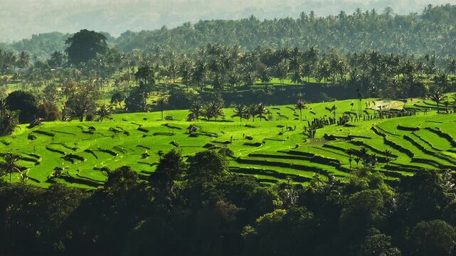 Lombok Senaru rice terraces forming vibrant green agricultural landscape with cultivated fields, palm trees, lush jungle vegetation covering rural countryside hills of Indonesia. Aerial view footage