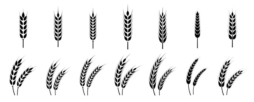 Wheat ears icon set. Wheat logo. Grain spikes set icons.Grain icon. Agriculture symbol. vector illustration