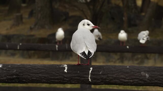 Close Up Backshot of a White Seagull Constantly Looking Back at the Camera