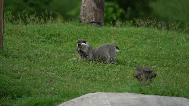 A Group of Vervet Monkeys (Chlorocebus Pygerythrus) Running Around inthe Grass Field
