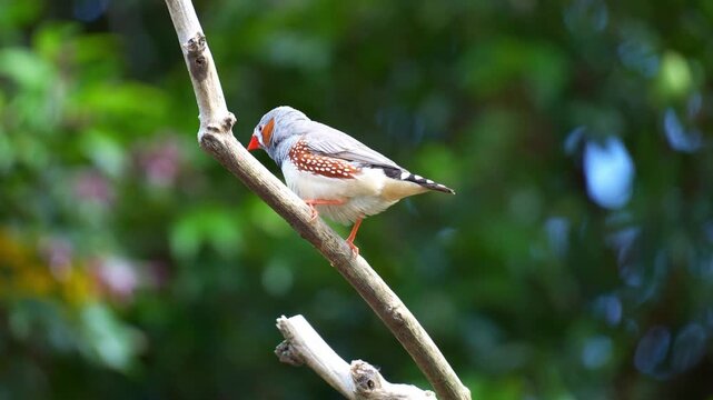 A male zebra finch (Taeniopygia guttata) with distinctive orange cheek patches, perched on a branch in a natural setting and looking around its surroundings, close up shot.
