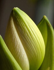 Close-up of a budding flower with soft green and white textures.