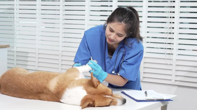 Asian veterinarian gently injects corgi during clinic visit, showcasing professional animal healthcare, preventive medicine, compassionate treatment, pet safety, trust,and modern veterinary practice