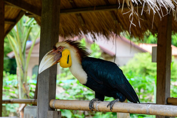 A striking wreathed hornbill with a large pale bill and vivid yellow throat pouch sits on a bamboo railing beneath a thatched roof, surrounded by lush greenery. The bird's distinctive plumage and © Florent