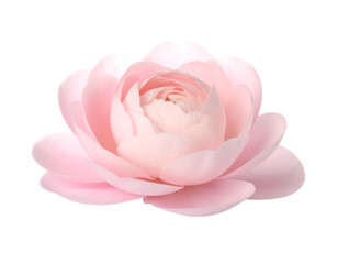 Soft pink bloom, delicate petals unfurling in a gentle display