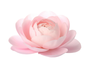 Soft pink bloom, delicate petals unfurling in a gentle display