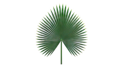 Fototapeta premium Green Palm Leaf on White Background