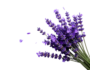 A cluster of delicate purple lavender sprigs with a few fallen petals