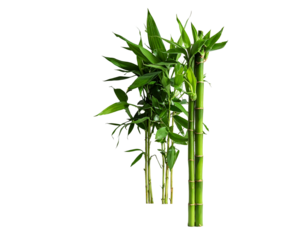 Lush green stalks and leaves of several bamboo plants with a dark background