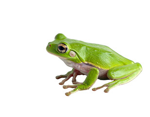 A bright green amphibian rests on an unseen surface