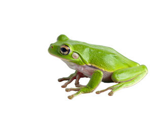 A bright green amphibian rests on an unseen surface