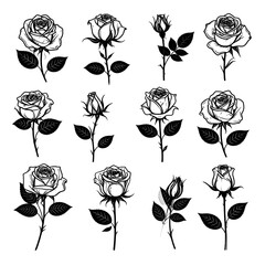 Black and white floral line art with various rose designs showcasing different stages