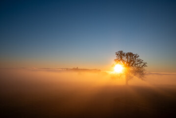 An iconic oak tree is silhouetted against fog glowing from the sunset, vivid color against blue,...