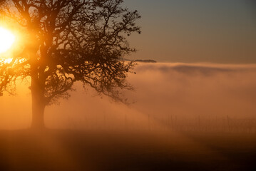 An iconic oak tree is silhouetted against fog glowing from the sunset, vivid color against blue, with a vineyard silhouetted against the glow.