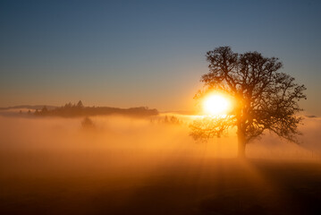 An iconic oak tree is silhouetted against fog glowing from the sunset, vivid color against blue, with a vineyard silhouetted against the glow.