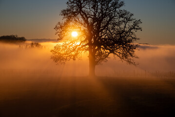 An iconic oak tree is silhouetted against fog glowing from the sunset, vivid color against blue, with a vineyard silhouetted against the glow.