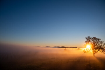 An iconic oak tree is silhouetted against fog glowing from the sunset, vivid color against blue, with a vineyard silhouetted against the glow.