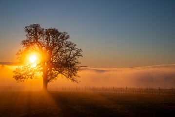An iconic oak tree is silhouetted against fog glowing from the sunset, vivid color against blue, with a vineyard silhouetted against the glow.
