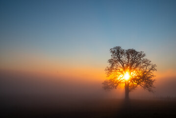 An iconic oak tree is silhouetted against fog glowing from the sunset, vivid color against blue, with a vineyard silhouetted against the glow.