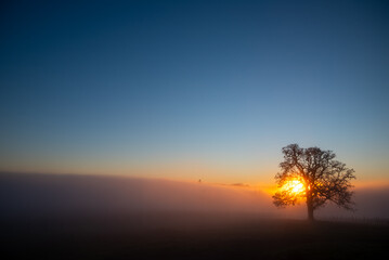 An iconic oak tree is silhouetted against fog glowing from the sunset, vivid color against blue, with a vineyard silhouetted against the glow.
