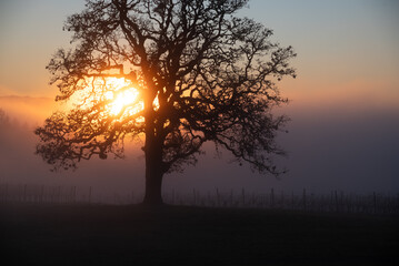 An iconic oak tree is silhouetted against fog glowing from the sunset, vivid color against blue, with a vineyard silhouetted against the glow.
