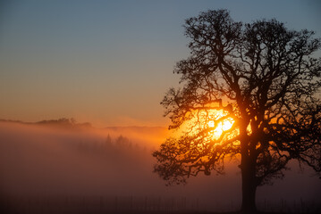 An iconic oak tree is silhouetted against fog glowing from the sunset, vivid color against blue, with a vineyard silhouetted against the glow.