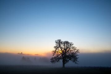 An iconic oak tree is silhouetted against fog glowing from the sunset, vivid color against blue, with a vineyard silhouetted against the glow.