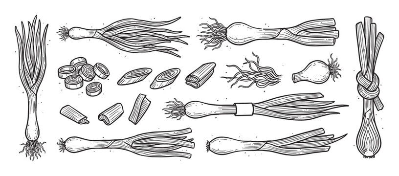 Hand-drawn green onion illustrations set in a vintage engraving style, showing whole scallions, sliced pieces, chopped rings, and tied bunches for culinary concepts