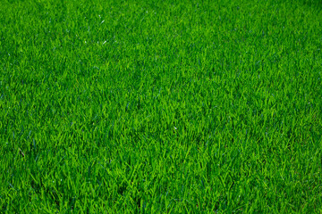 Grass in green lawn for natural background. Grass on fresh field. Grass in healthy turf for landscape design. Grass on outdoor surface clean texture.