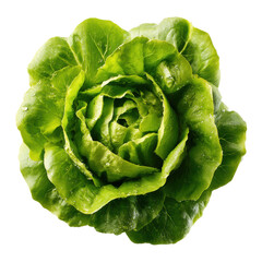 Fototapeta premium Fresh green butter lettuce head with water droplets on black background food vegetable