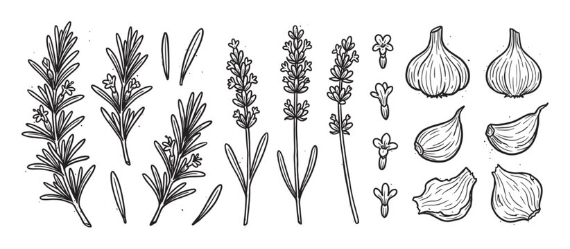 Hand drawn collection of rosemary, lavender, and garlic in a rustic black and white sketch style, featuring sprigs, flowers, bulbs, and cloves for botanical or culinary ingredient designs