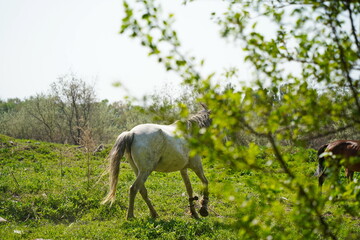 Obraz premium Horses graze in a clearing, behind trees. Daylight saving time.