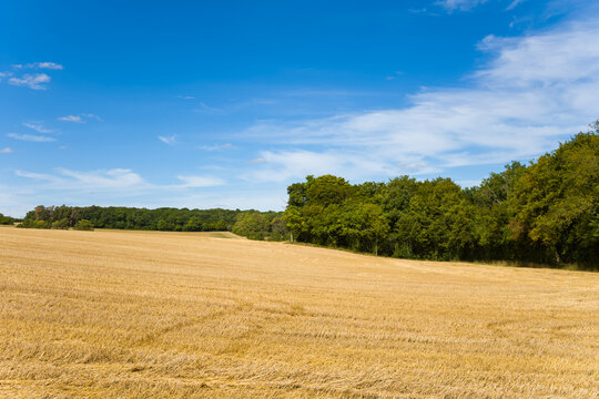 Expansive harvested field with golden stubble stretches toward a dense green woodland, set beneath a vivid blue sky with wispy clouds. The open rural landscape evokes a sense of calm and seasonal
