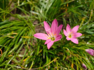 Fototapeta premium White Rain Lily or Zephyranthes candida flower on green background. 