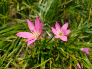 White Rain Lily or Zephyranthes candida flower on green background.
