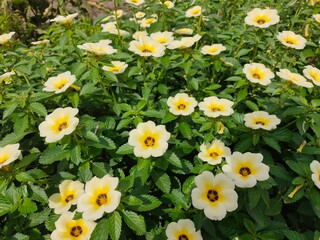 Obraz premium Turnera subulata or White Buttercup flower on green background. 