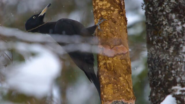 A close-up shot captures a person with a tool, likely a hatchet or knife, in the process of harvesting wild Chaga mushroom (Inonotus obliquus) from the trunk of a birch tree in the snow-covered forest