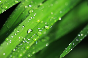 Vibrant Green Leaves with Dew Drops Macro Shot