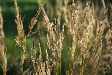 Fototapeta premium Golden Field of Tall Grass Swaying in the Warm Summer Breeze at Sunset