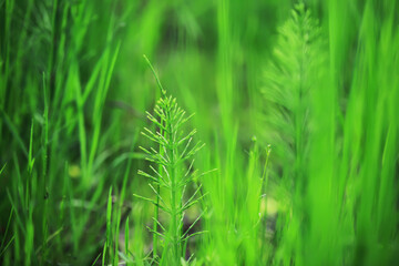 Lush Green Grass and Horsetail Plants in Vibrant Nature Scene