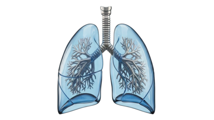 Anatomical Illustration of Human Lungs