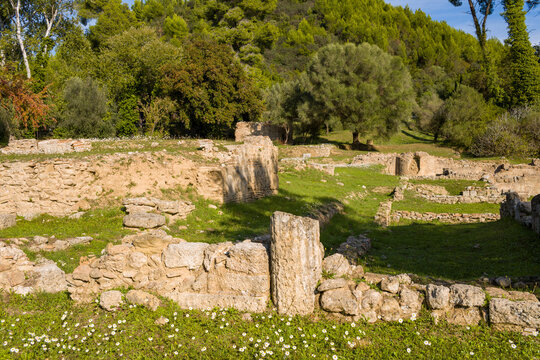 Weathered stone remains of the Prytaneion stand in a grassy clearing surrounded by olive trees and lush forest in Olympia, Greece. Warm afternoon light highlights the archaeological textures and
