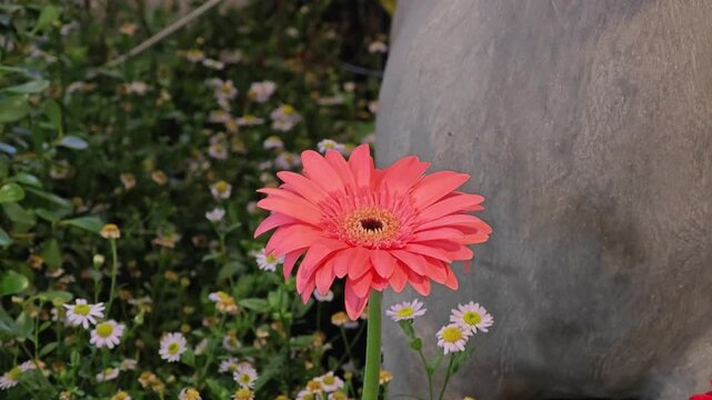 Colorful gerbera jamesonii bloom flowers.