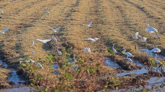 White birds. Heron, bittern, egret.