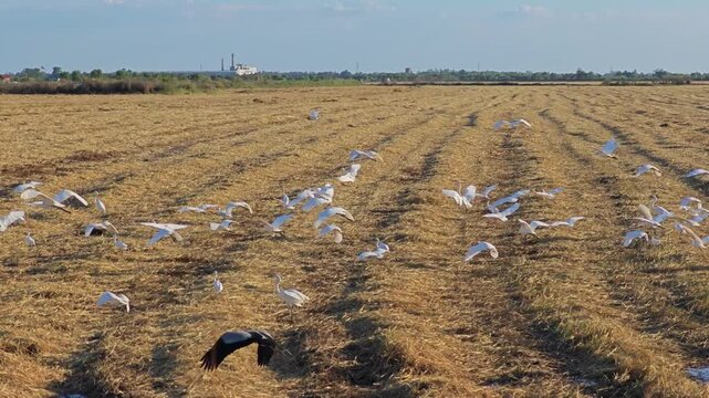 White birds. Heron, bittern, egret.