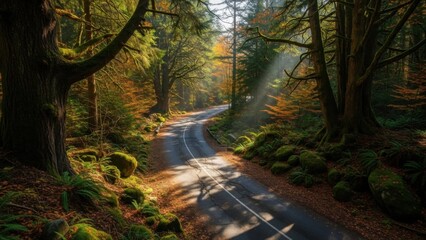 Winding Forest Road with Sunlight Rays and Autumn Foliage