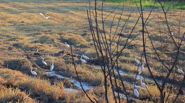 White birds. Heron, bittern, egret.